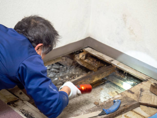 Best Emergency Mold Removal  in North Vernon, IN