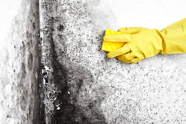 Best Home Mold Removal  in North Vernon, IN