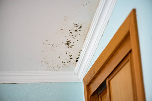 Best Mold Damage Repair  in North Vernon, IN