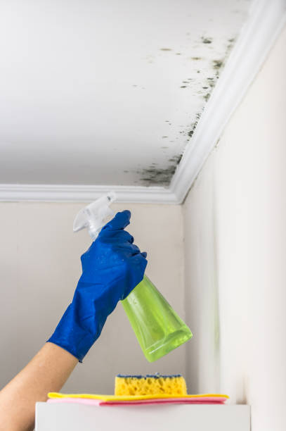 Best Commercial Mold Removal  in North Vernon, IN