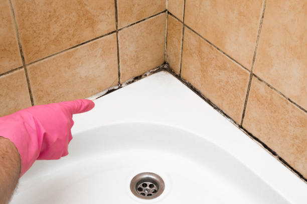 Best Mold Remediation Experts  in North Vernon, IN